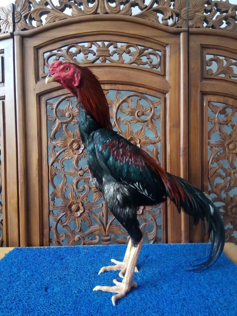 Ayam Petarung JAMKID JAGO FARM 085325705450