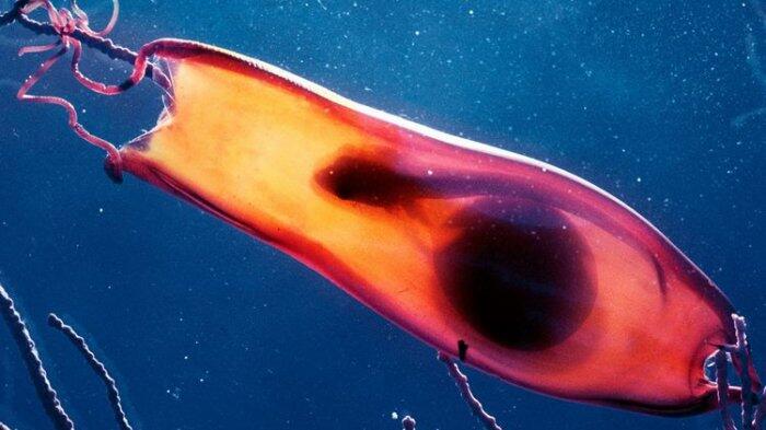 Ada Yang Seperti Jarum Pentul! 10 Telur Hewan Berbentuk Unik Yang Jarang Diketahui