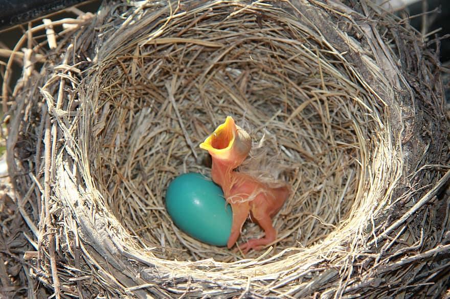 Ada Yang Seperti Jarum Pentul! 10 Telur Hewan Berbentuk Unik Yang Jarang Diketahui