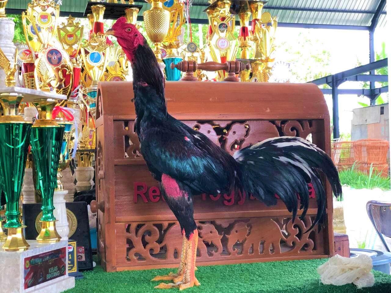 Ayam Petarung RJ Farm Indonesia