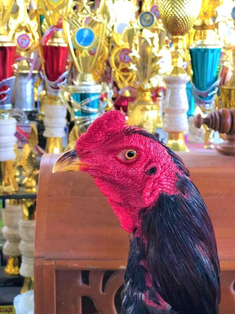 Ayam Petarung RJ Farm Indonesia