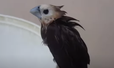 Cara Menjinakkan Burung Emprit