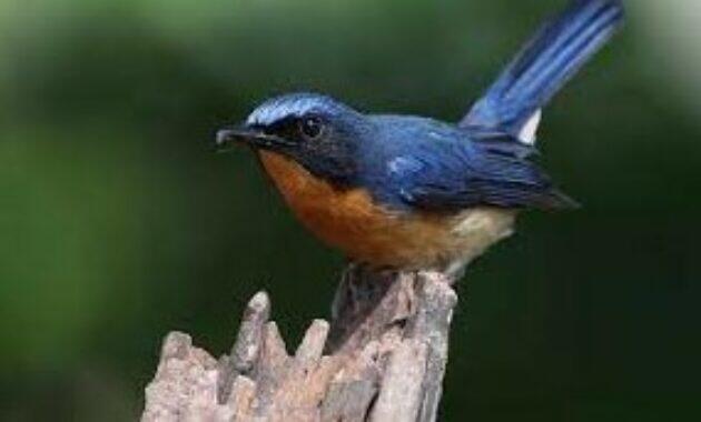 Pasaran Harga Burung Tledekan Gunung