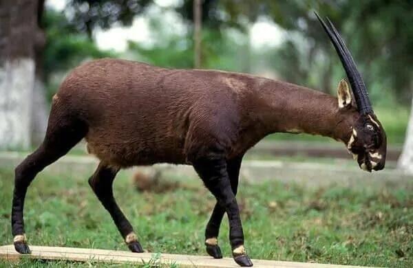 Hewan-hewan Ini Tidak Akan Ada di Kebun Binatang! Inilah Alasannya