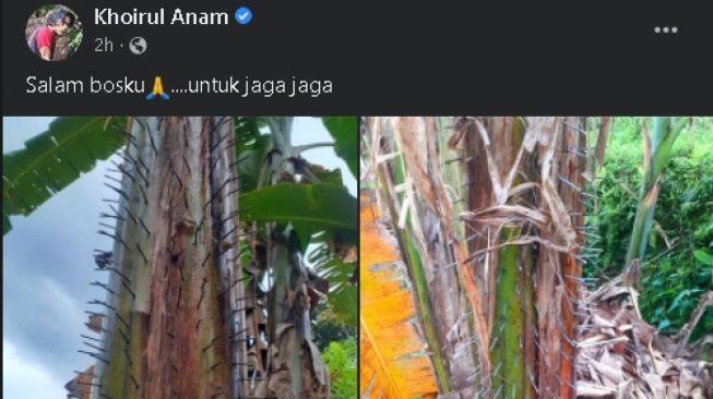 Viral Pohon Pisang Penuh 'Duri', Mau Bikin Video Salam dari Binjai Auto Mikir-Mikir