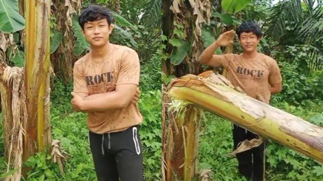 Viral Pohon Pisang Penuh 'Duri', Mau Bikin Video Salam dari Binjai Auto Mikir-Mikir