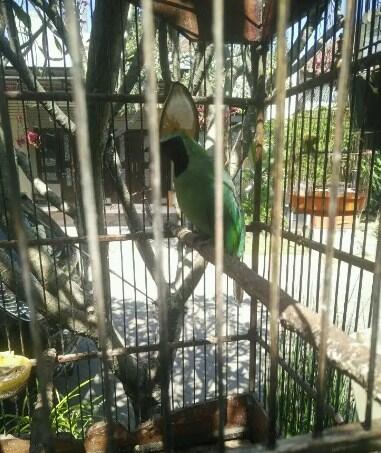 Cara Merawat Cucak Ijo Agar Cepat Gacor