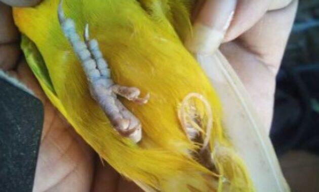 Cara Merawat Burung Lovebird Yang Nyilet