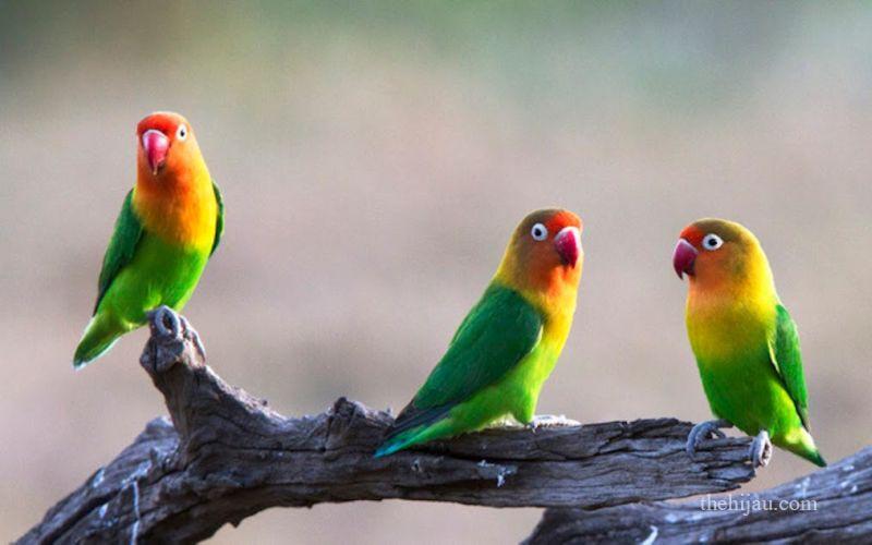 JENIS-JENIS SAYURAN YANG BANTU TINGKATKAN PERFORMA LOVEBIRD