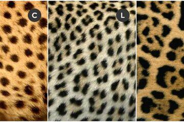 Sering Dikira Sama, Ini Perbedaan Cheetah, Macan Tutul, dan Jaguar