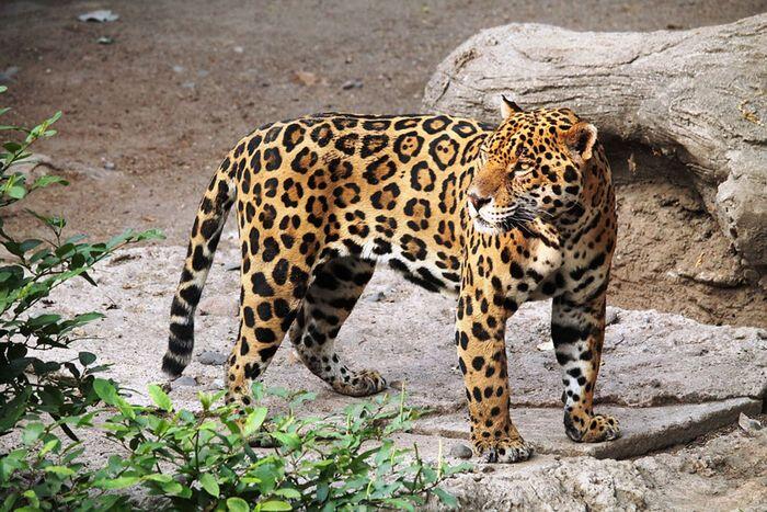 Sering Dikira Sama, Ini Perbedaan Cheetah, Macan Tutul, dan Jaguar