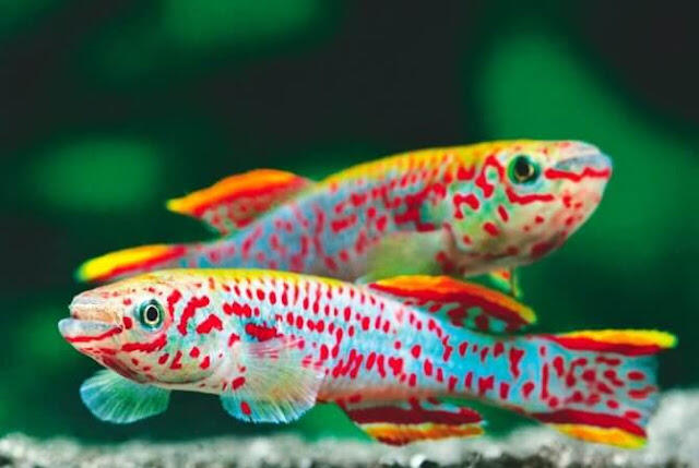 5 Ikan Ajaib Yang Bisa Hidup Di Darat, Bahkan Ada Yang Bisa Memanjat Pohon Juga!