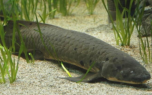 5 Ikan Ajaib Yang Bisa Hidup Di Darat, Bahkan Ada Yang Bisa Memanjat Pohon Juga!