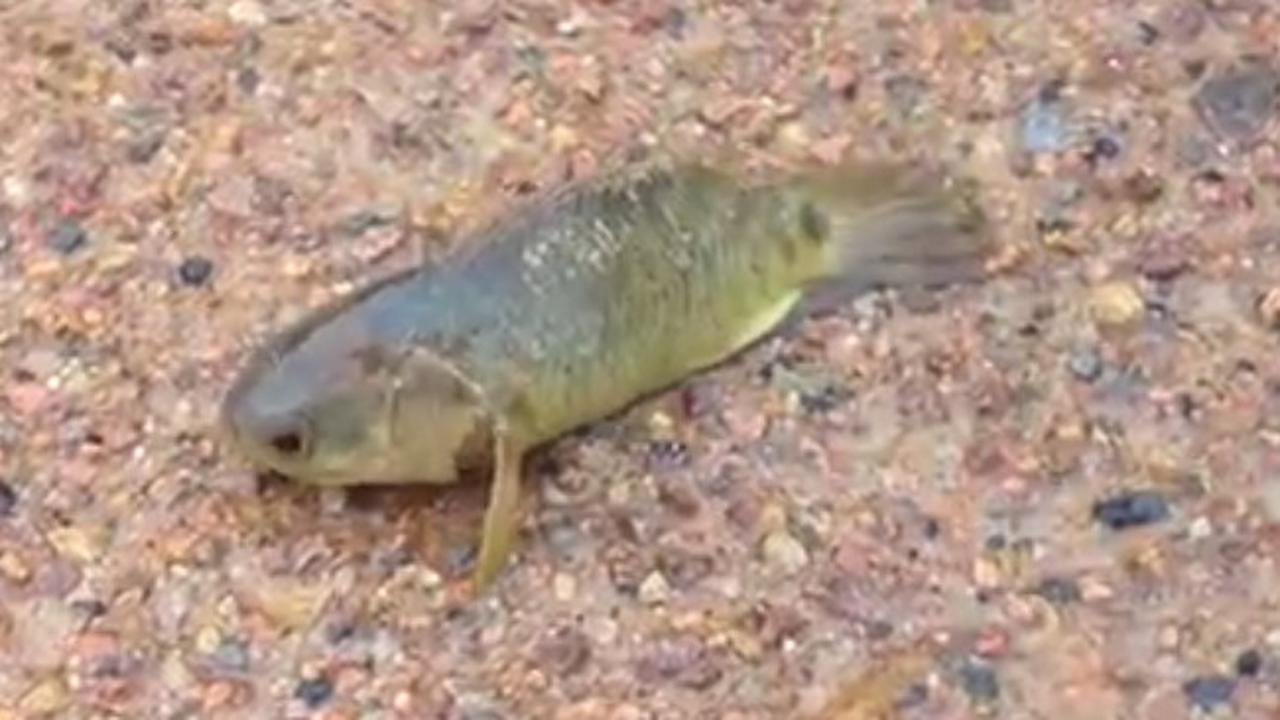 5 Ikan Ajaib Yang Bisa Hidup Di Darat, Bahkan Ada Yang Bisa Memanjat Pohon Juga!