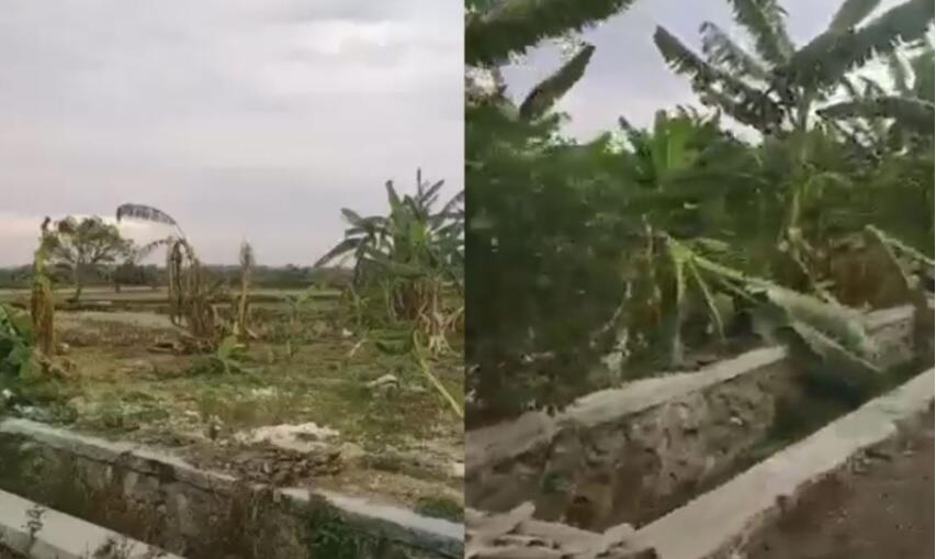 Gegara ‘Salam dari Binjai’, Puluhan Pohon Pisang Ini Hancur Dipukuli Bocah