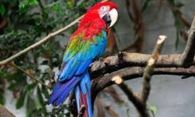 Harga Burung Macaw
