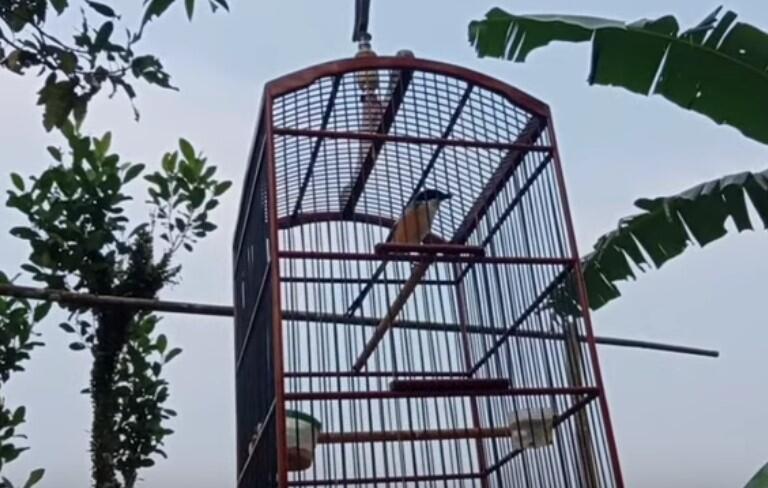 Cara Mengatasi Burung Cendet Over Birahi