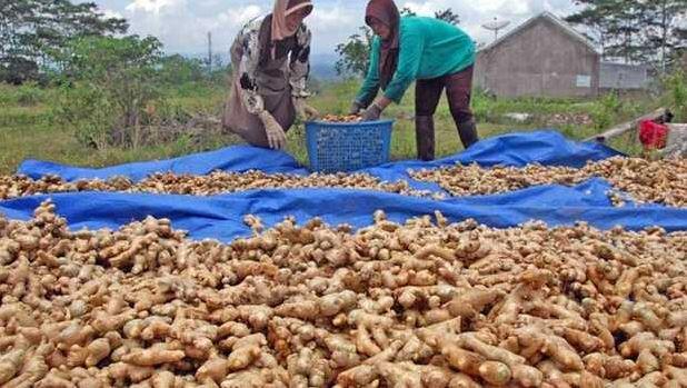Anak-Anak Usia Minimal 2 Tahun Bisa Minum Weight Herba