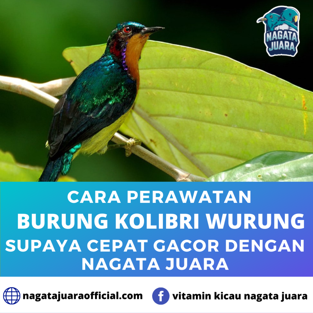 Cara Perawatan Burung Kolibri Wulung Supaya Bisa Gacor dengan nagata juara