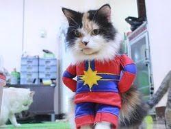 Media Jepang-Taiwan Buru Kisah Usaha Baju Kucing Pria Bogor Ini