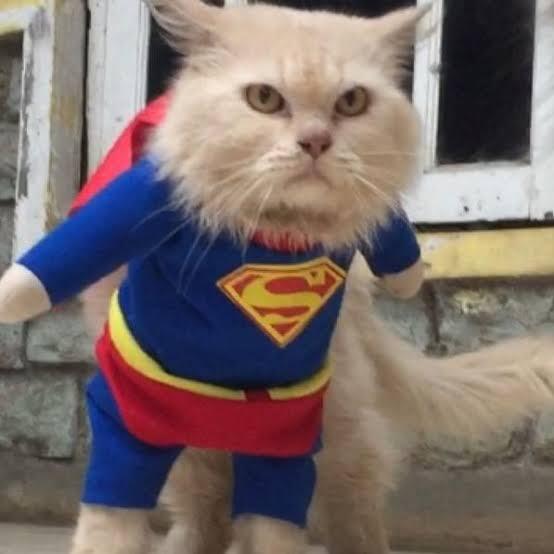 Media Jepang-Taiwan Buru Kisah Usaha Baju Kucing Pria Bogor Ini