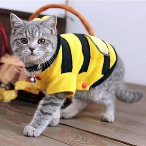 Media Jepang-Taiwan Buru Kisah Usaha Baju Kucing Pria Bogor Ini