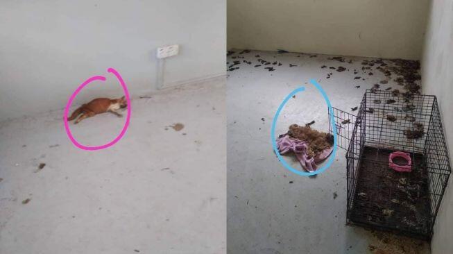 Viral Rumah Kontrakan Super Kotor Ada Bangkai Kucing, Bikin Publik Bergidik