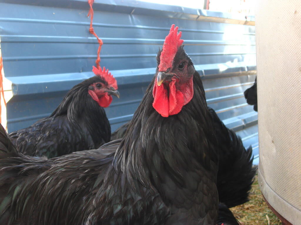 Ayam Domestikasi