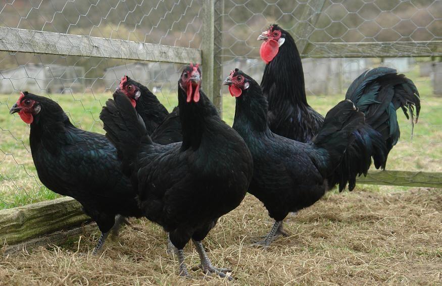 Ayam Domestikasi