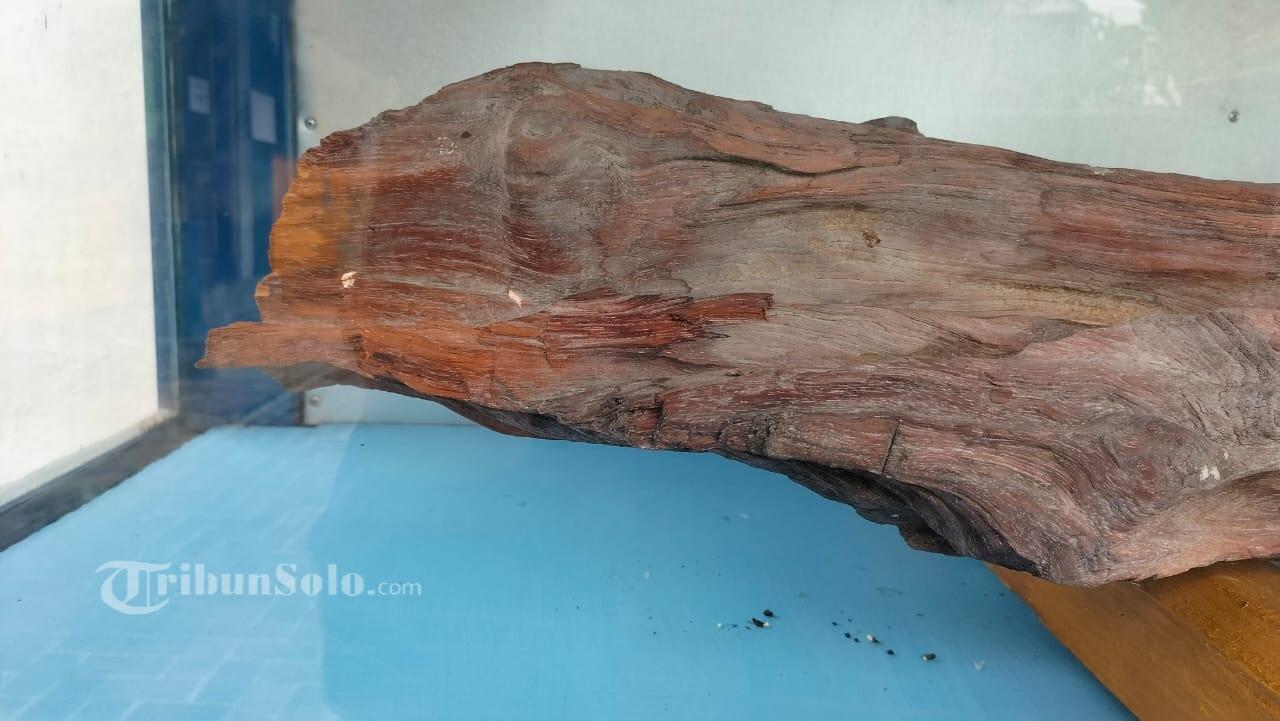 Legenda Kayu Tua di Makam Butuh Plupuh Sragen: Diyakini Peninggalan Joko Tingkir