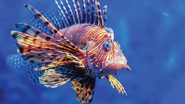 Lionfish, Ikan Beracun yang Berpotensi Bisa Mengobati Kanker Serviks
