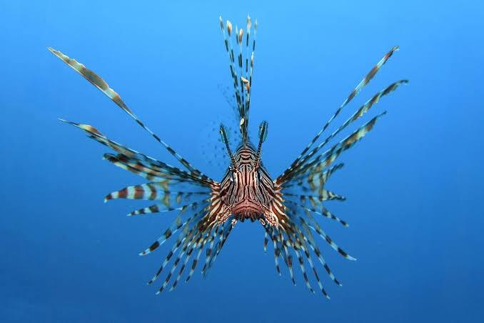 Lionfish, Ikan Beracun yang Berpotensi Bisa Mengobati Kanker Serviks