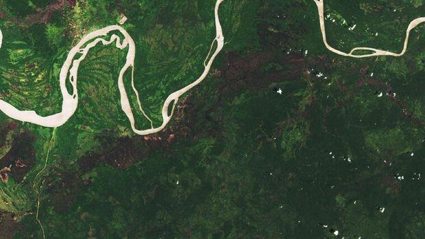 KLHK soal Potret Gundul Hutan Papua: Konsesi Sejak Era SBY