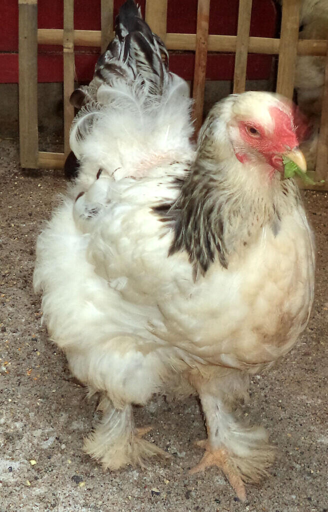 Ayam Brahma Betina Light colombian siap bertelor ( real foto )
