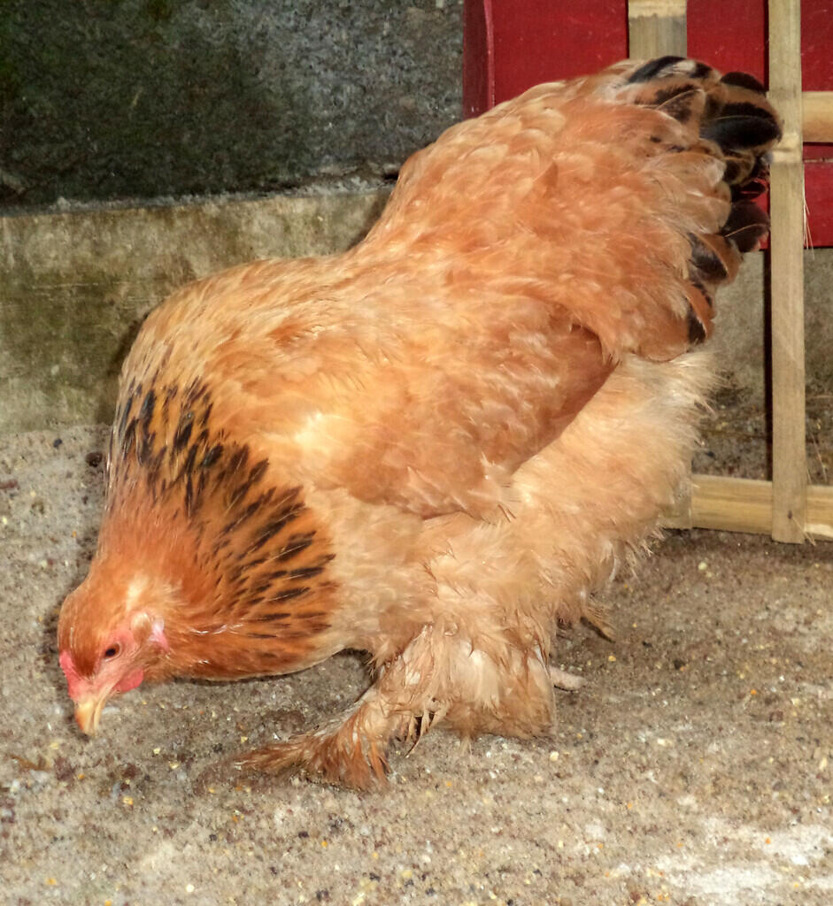 Indukan ayam Buff Brahma betina siap produksi ( real foto )