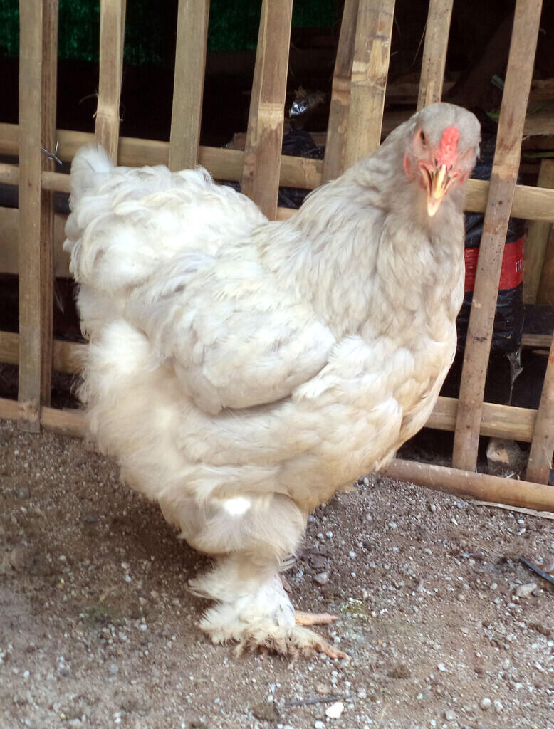 Ayam brahma lavender betina siap produksi ( real foto )