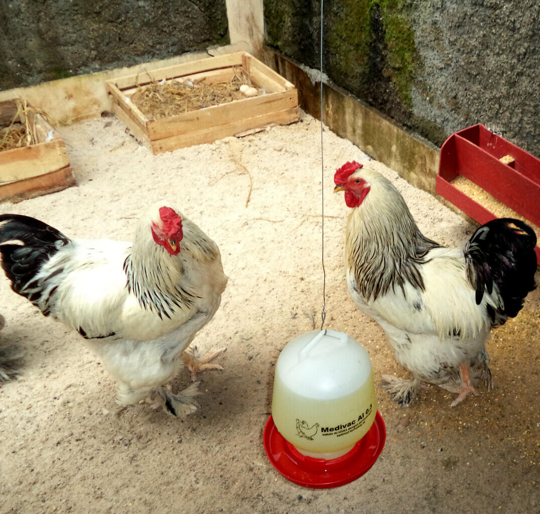 Ayam jantan brahma ligh colombian siap produksi ( real foto )