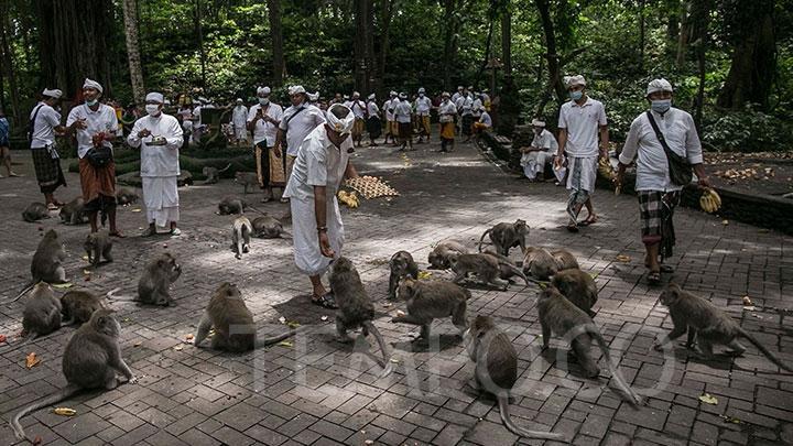 Ubud Masuk Daftar Kota Terbaik di Dunia, Lihat 5 Destinasi Wisata Menariknya