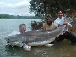 Beberapa Ikan Monster Yang Berbahaya Bagi Manusia