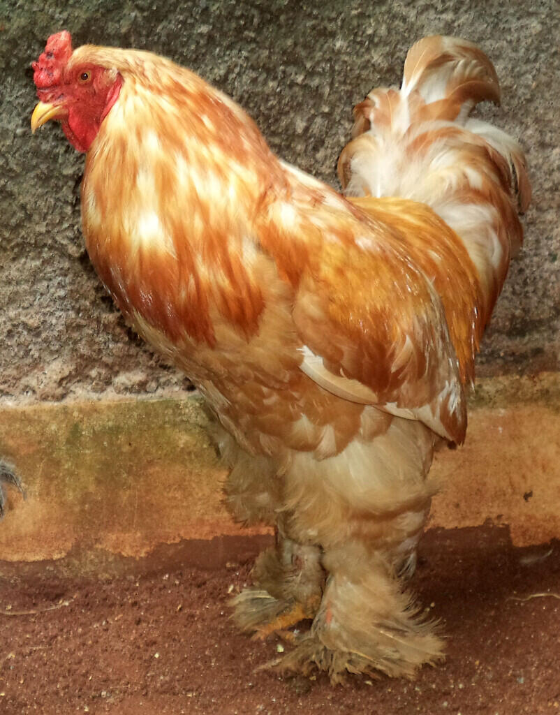 Ayam brahma lemon pyle jantan siap produksi ( real photo )