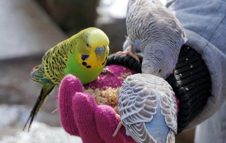 Makanan Favorit Burung Parkit