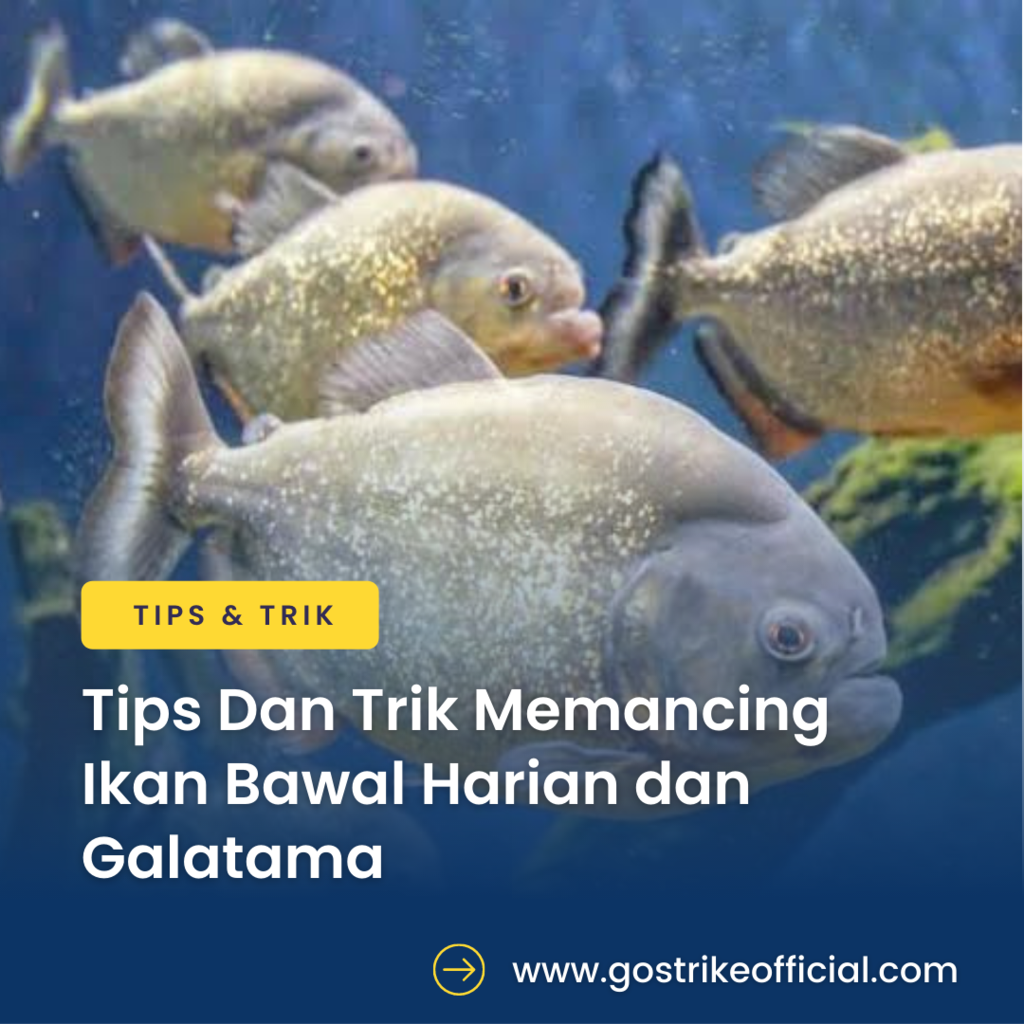 Tips Dan Trik Memancing Ikan Bawal Harian dan Galatama