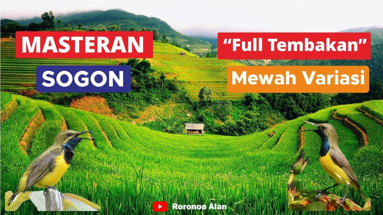 Masteran Sogon Full Tembakan Mewah Variasi