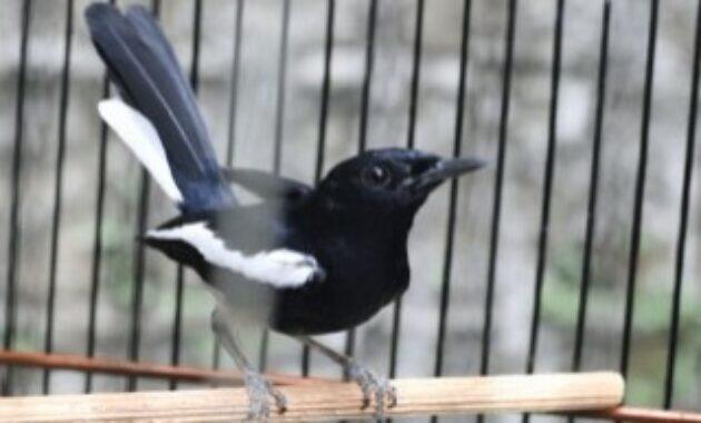 Cara Cepat Gacorkan Kacer Bahan