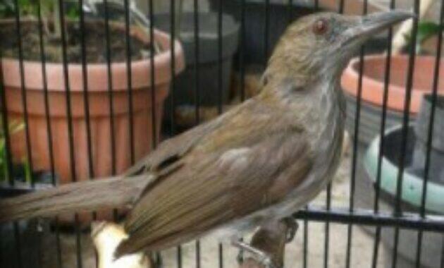 Harga Burung Siri Siri