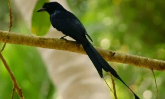 Mitos Burung Srigunting