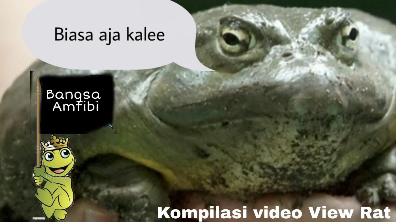 Katak Dan Fakta Unik Nya