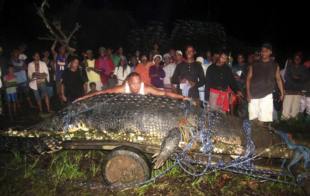 Ajaib Buaya Ternyata Tidak Bisa Mati Tua