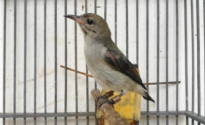 Cara Merawat Burung Cit Kemade Biar Gacor