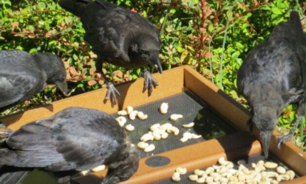 Makanan Burung Gagak